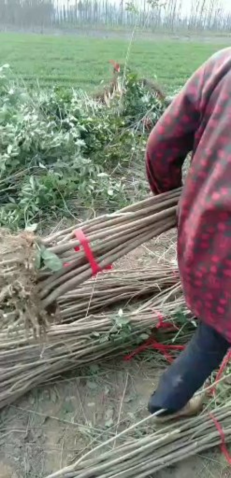 苹果苗大量批发0.8到两公分大小，规格齐全。