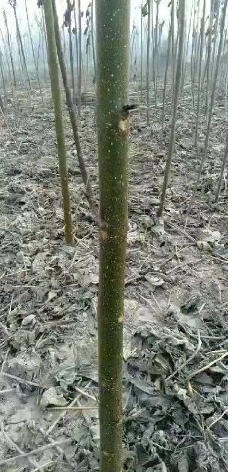 泡桐苗基地直接供应批发各种规格的泡桐苗。两公分。至十公分