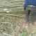 泡桐苗基地直接供应批发各种规格的泡桐苗。两公分。至十公分