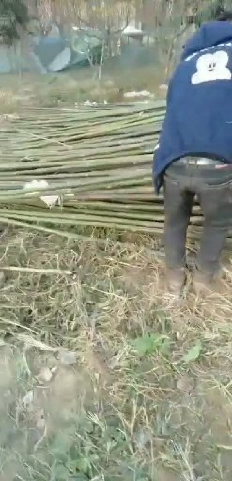 泡桐苗基地直接供应批发各种规格的泡桐苗。两公分。至十公分