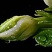 栀子花四季常青牡丹栀子花大特香