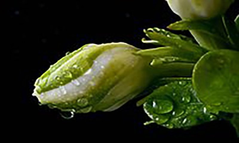 栀子花四季常青牡丹栀子花大特香