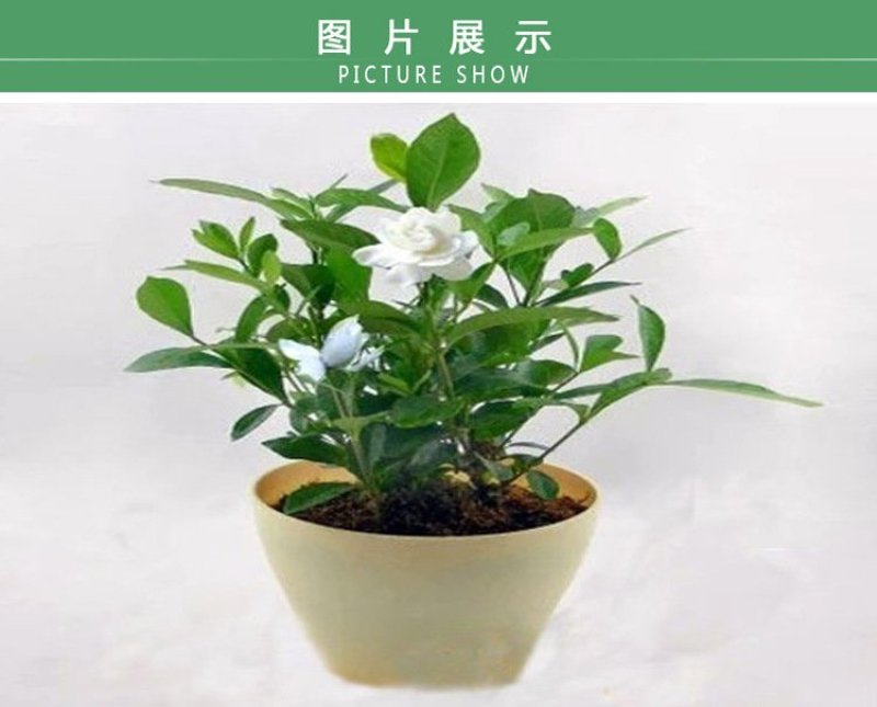 栀子花四季常青牡丹栀子花大特香