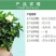 栀子花四季常青牡丹栀子花大特香