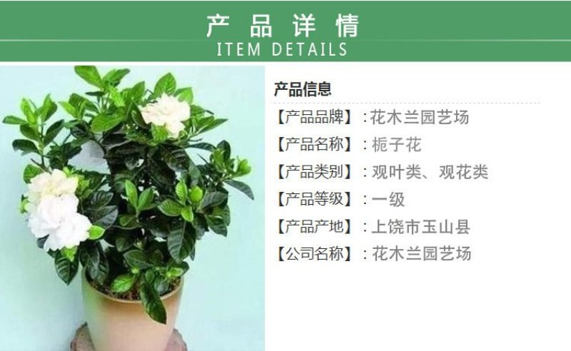 栀子花四季常青牡丹栀子花大特香