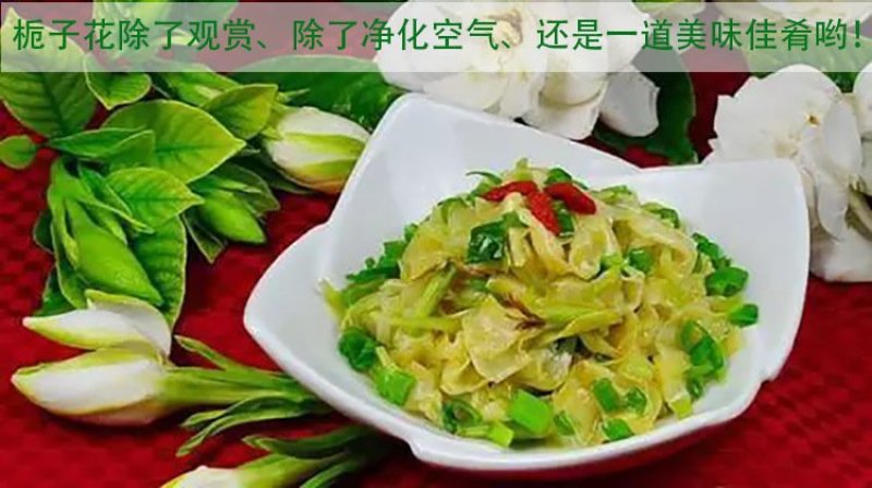 栀子花四季常青牡丹栀子花大特香