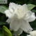 栀子花四季常青牡丹栀子花大特香