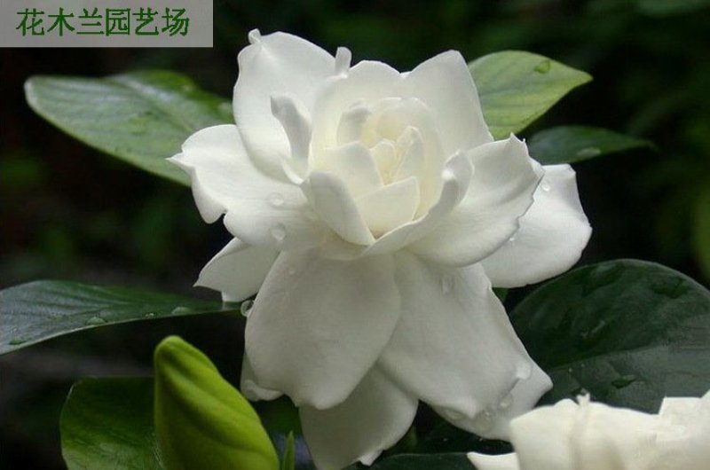 栀子花四季常青牡丹栀子花大特香