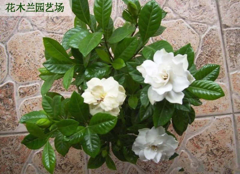 栀子花四季常青牡丹栀子花大特香