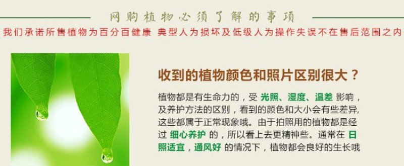 栀子花四季常青牡丹栀子花大特香