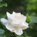 栀子花四季常青牡丹栀子花大特香