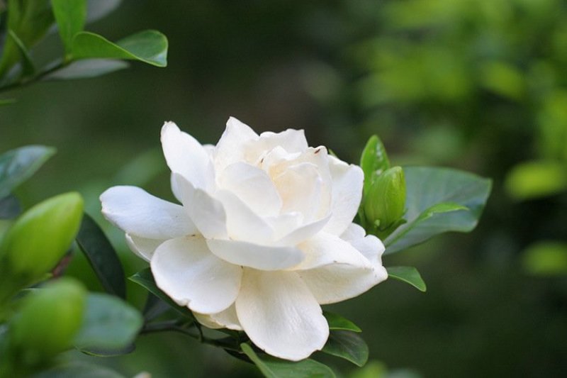 栀子花四季常青牡丹栀子花大特香