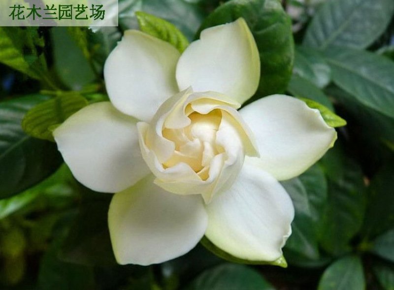 栀子花四季常青牡丹栀子花大特香