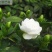 栀子花四季常青牡丹栀子花大特香