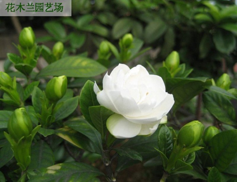 栀子花四季常青牡丹栀子花大特香