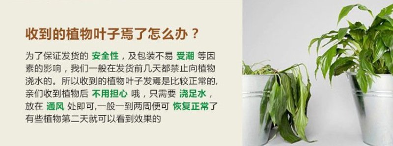 栀子花四季常青牡丹栀子花大特香