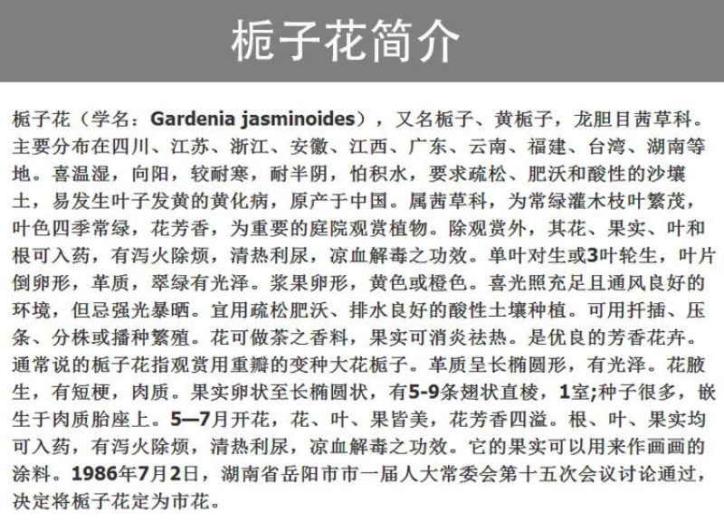 栀子花四季常青牡丹栀子花大特香