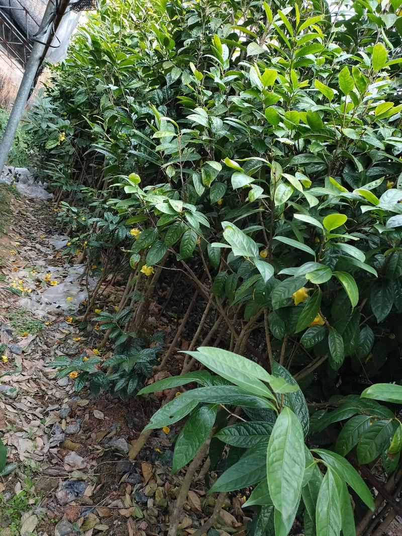 【包结花蕾】茶树苗高品质低价格基地直供品种保障