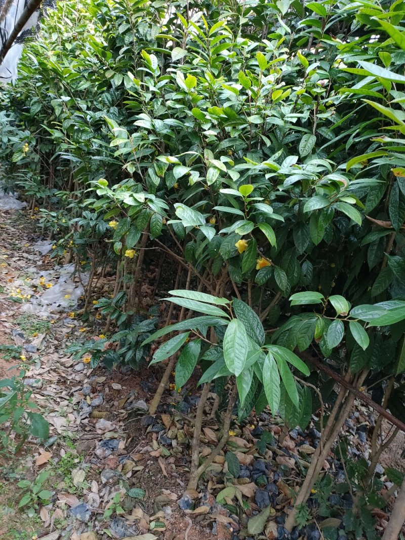 【正品保障】金花茶树苗现挖现发保障品质价格合理
