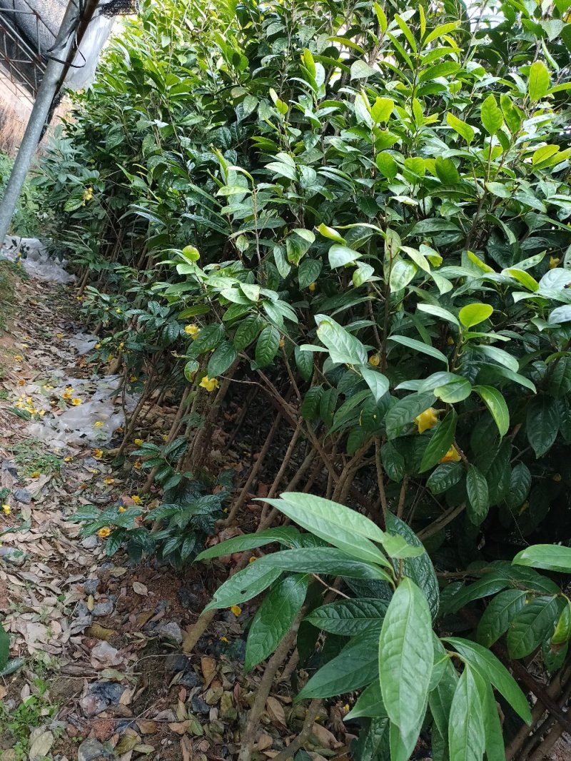 【正品保障】金花茶树苗现挖现发保障品质价格合理