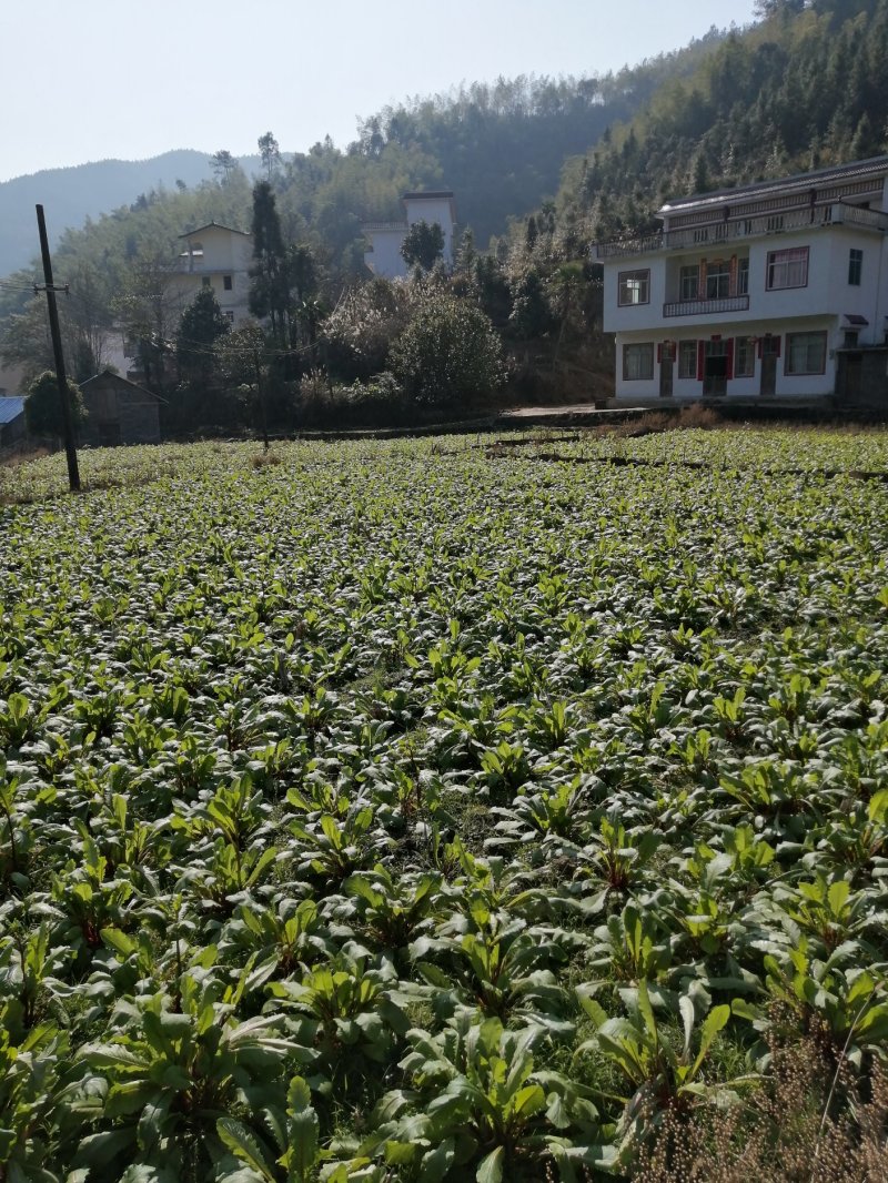 雪萝卜，红皮萝卜