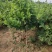 10年金银花树苗清地处理四季金银花树苗占地树绿化苗木