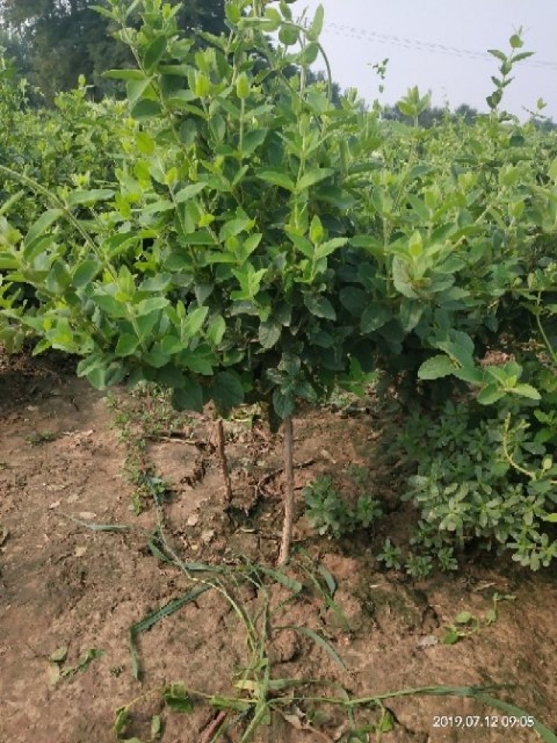 10年金银花树苗清地处理四季金银花树苗占地树绿化苗木