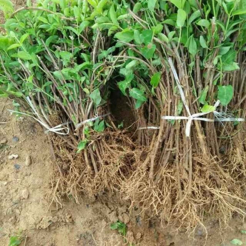 10年金银花树苗清地处理四季金银花树苗占地树绿化苗木