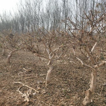 10年金银花树苗清地处理四季金银花树苗占地树绿化苗木