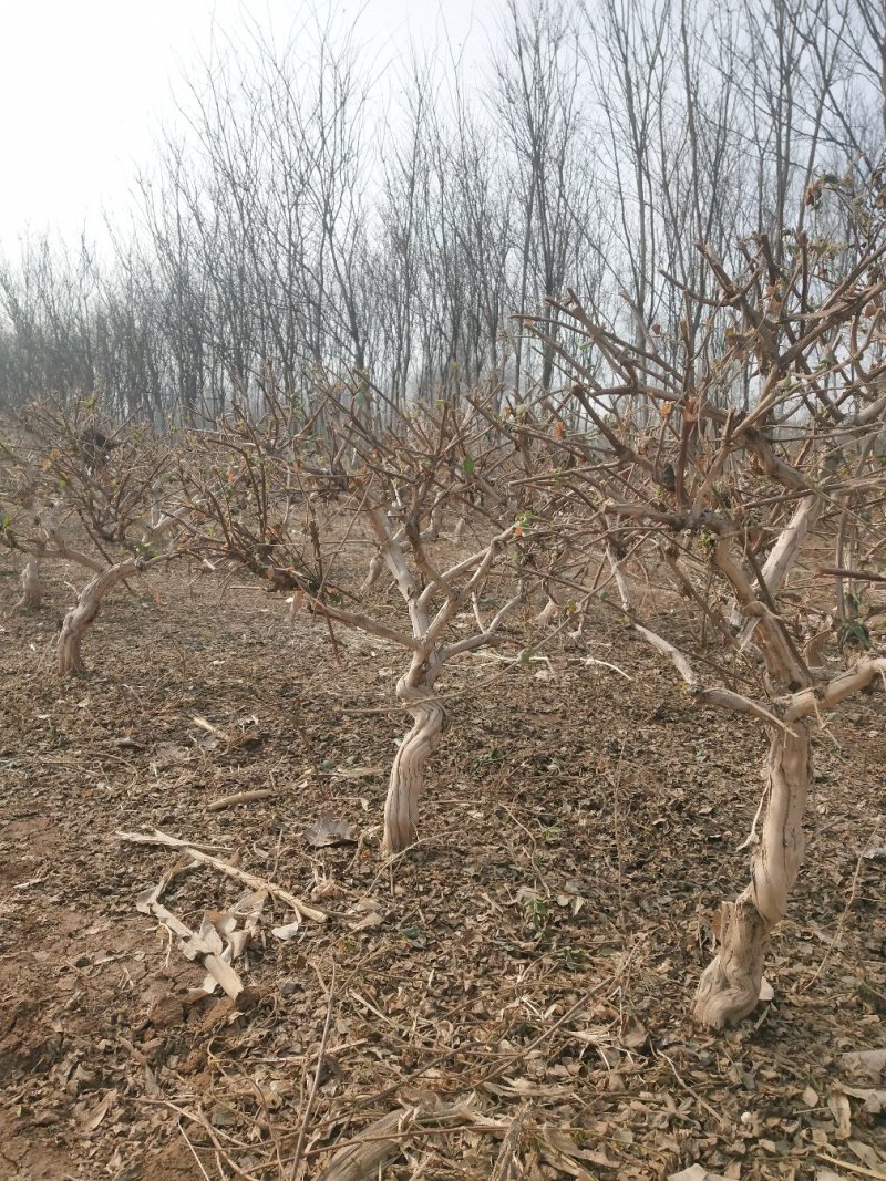 10年金银花树苗清地处理四季金银花树苗占地树绿化苗木