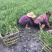 小叶扶芳藤，金线风，四川扶芳藤基地出售成都扶芳藤批发价格