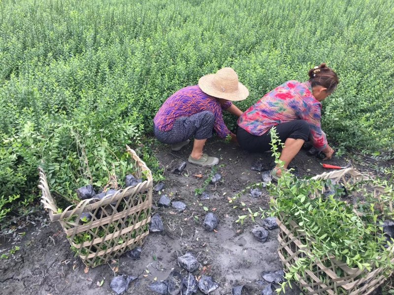 小叶扶芳藤，金线风，四川扶芳藤基地出售成都扶芳藤批发价格