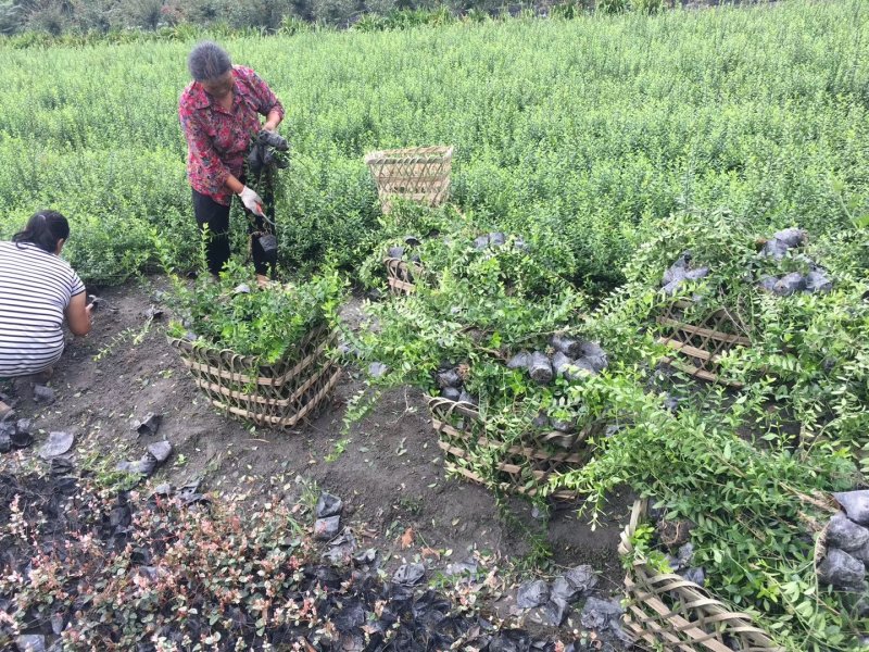 小叶扶芳藤，金线风，四川扶芳藤基地出售成都扶芳藤批发价格