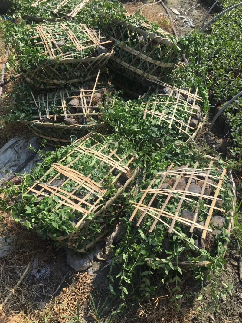 小叶扶芳藤，金线风，四川扶芳藤基地出售成都扶芳藤批发价格