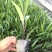 翠芦莉，蓝花草，四川翠芦莉基地出售，成都翠芦莉批发价格