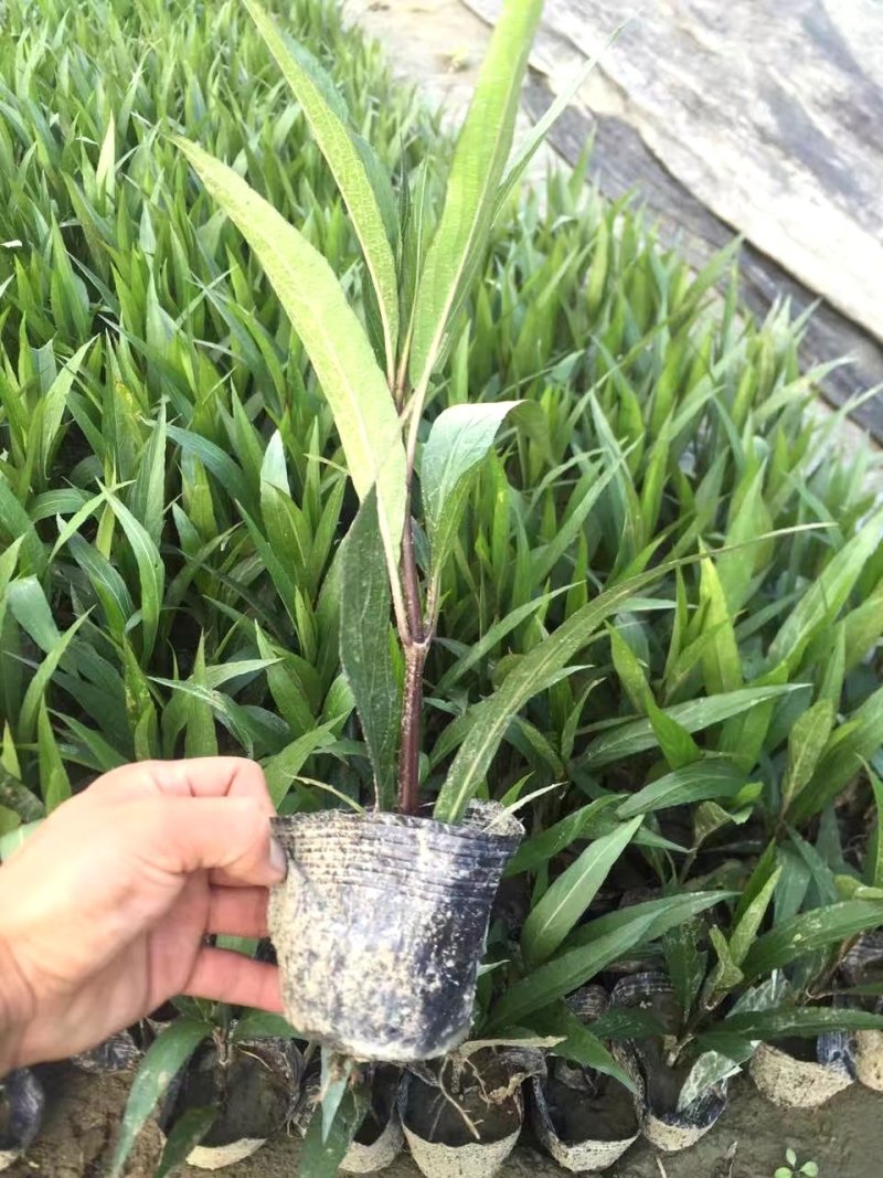 翠芦莉，蓝花草，四川翠芦莉基地出售，成都翠芦莉批发价格