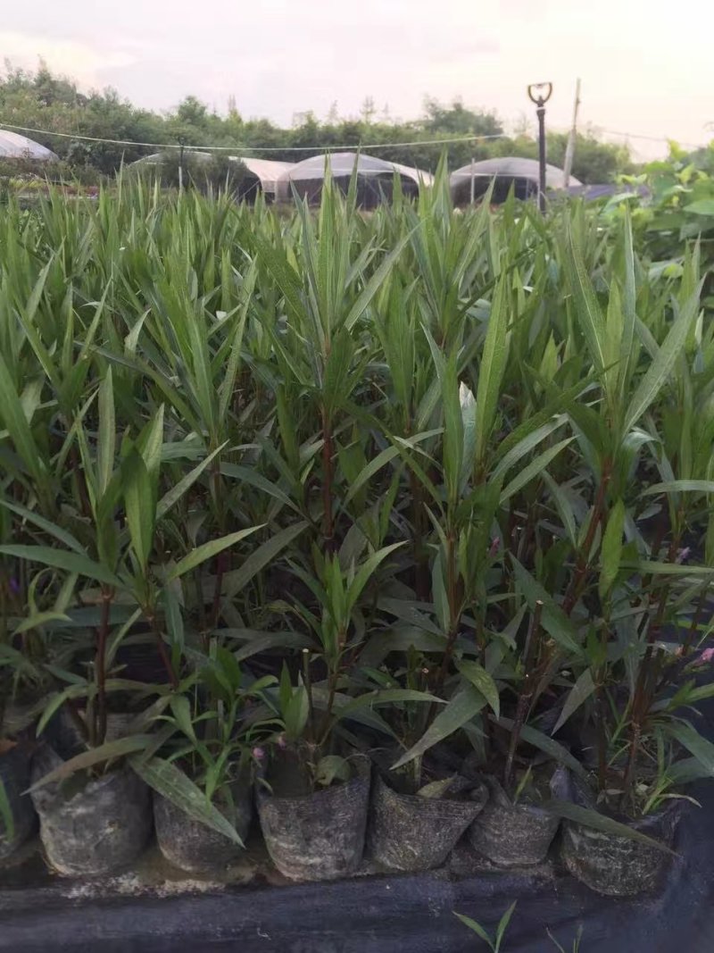 翠芦莉，蓝花草，四川翠芦莉基地出售，成都翠芦莉批发价格