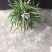 翠芦莉，蓝花草，四川翠芦莉基地出售，成都翠芦莉批发价格