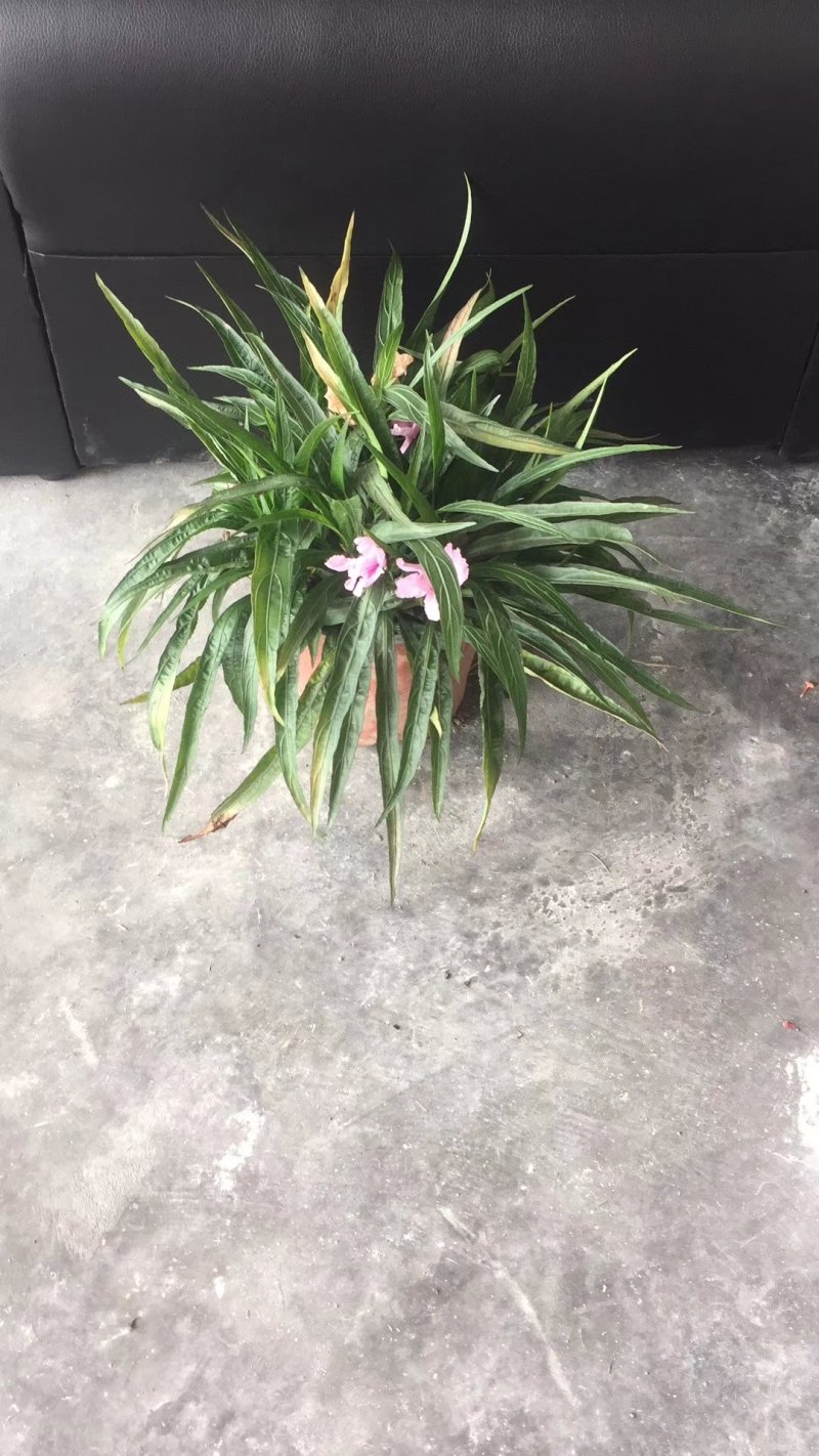 翠芦莉，蓝花草，四川翠芦莉基地出售，成都翠芦莉批发价格
