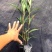 翠芦莉，蓝花草，四川翠芦莉基地出售，成都翠芦莉批发价格