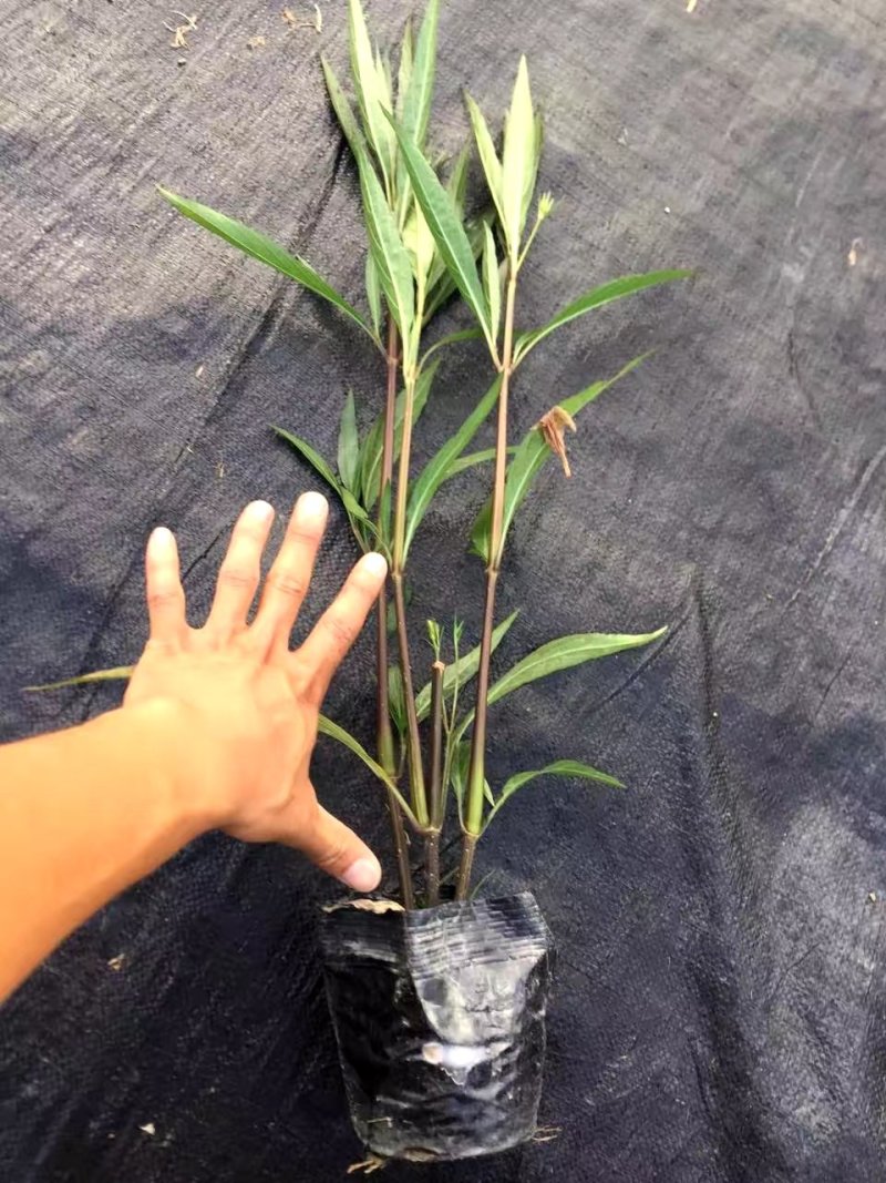 翠芦莉，蓝花草，四川翠芦莉基地出售，成都翠芦莉批发价格