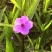 翠芦莉，蓝花草，四川翠芦莉基地出售，成都翠芦莉批发价格