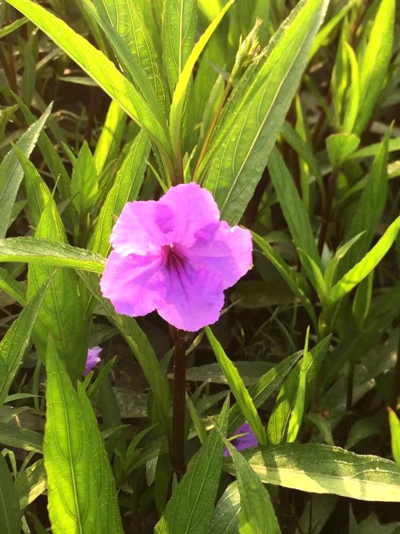翠芦莉，蓝花草，四川翠芦莉基地出售，成都翠芦莉批发价格