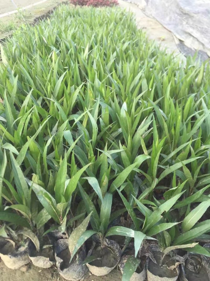 翠芦莉，蓝花草，四川翠芦莉基地出售，成都翠芦莉批发价格