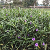 翠芦莉，蓝花草，四川翠芦莉基地出售，成都翠芦莉批发价格