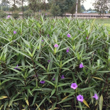 翠芦莉，蓝花草，四川翠芦莉基地出售，成都翠芦莉批发价格
