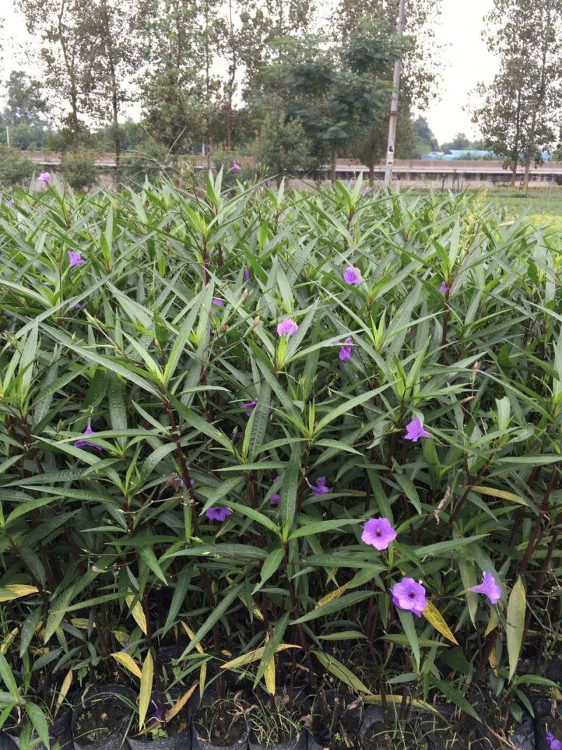 翠芦莉，蓝花草，四川翠芦莉基地出售，成都翠芦莉批发价格