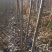 107树苗热销
