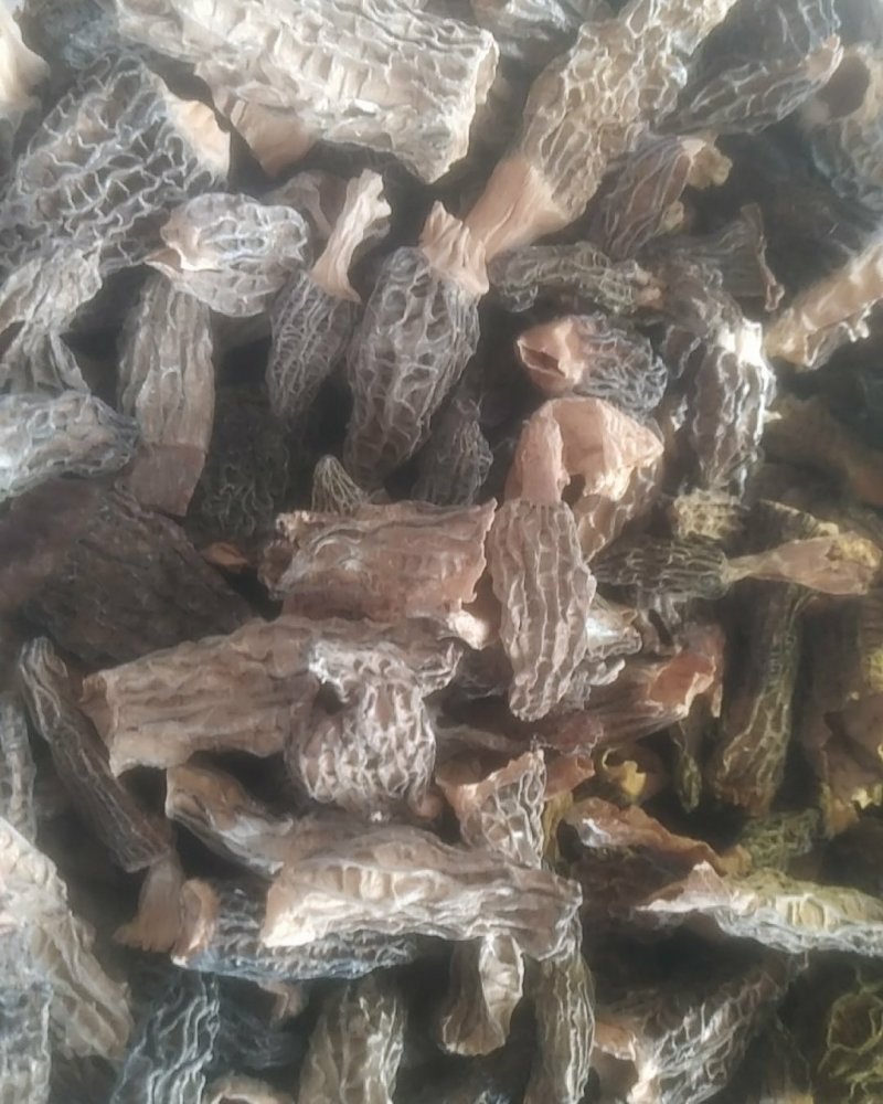 羊肚菌干品包邮