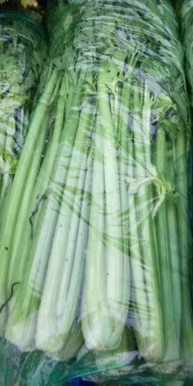 芹菜专业芹菜供应同价格比质量同质量比价格